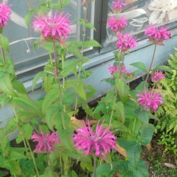 bee balm