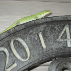Our Little Henry the Gecko