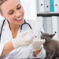 vet giving a kitten liquid meds