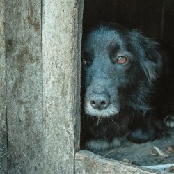 Scared dog hiding behind wall