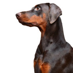 black and tan Doberman in profile
