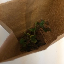 Winterizing a Geranium Part One