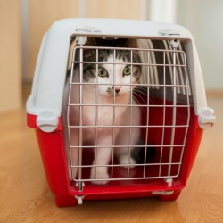 Cat inside a cat carrier on a wooden floor inside a home