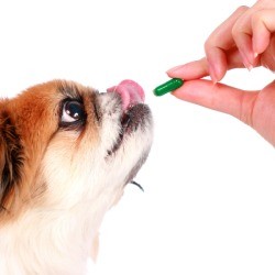 hand holding a pill in front of a dog