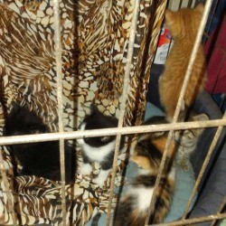 kittens on hammock