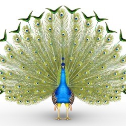 Male peacock with tail feathers spread out