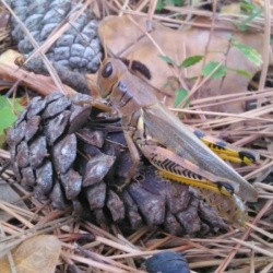grasshopper on pinecone