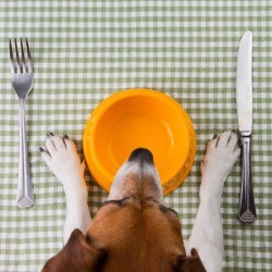 dog at table with plate and flatware