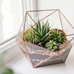 Mini succulent garden in glass terrarium