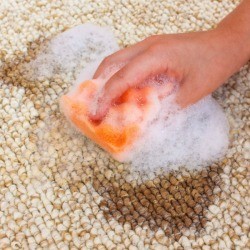Hand scrubbing and oil stain out of a carpet.