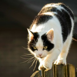Neighbor Cat on a fence
