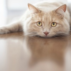 An unhappy cat laying on the floor.