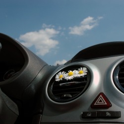 Car dashboard vent filled with a row of daisies