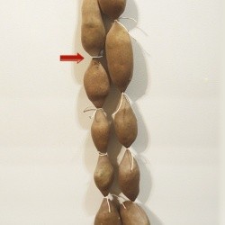 Hanging potatoes in pantyhose.