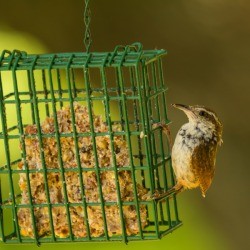 Bird Eating Homemade Bird Food