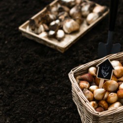 Some bulbs being stored for spring.
