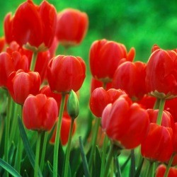 Red tulips in bloom.