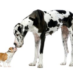 A very small and very large dog touching noses.