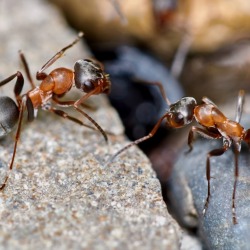 Two garden ants on a rock.