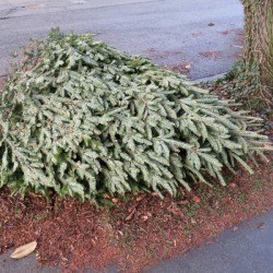 A Christmas tree ready to be recycled.