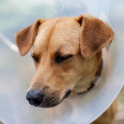 A dog wearing a cone on it's head to prevent it from itching.