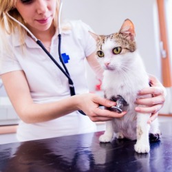 A sick cat being checked out by a veterinarian.