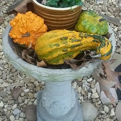 Seasonal Bird Bath Decoration