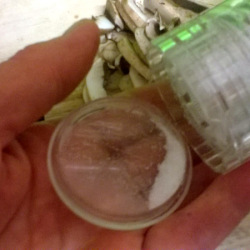 grinding spice into jar lid