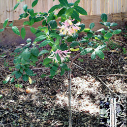 honeysuckle growing as a standard
