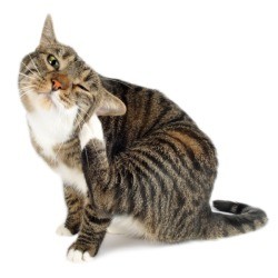 Cat with fleas scratching