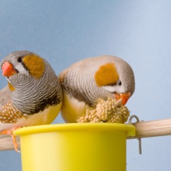 Two male zebra finches.