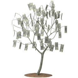 Photo of a money tree.