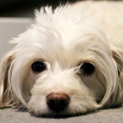 An unhappy dog laying on a carpet.