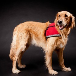 A golden retreiver service dog.