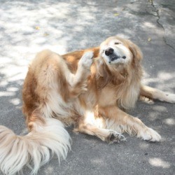 A dog scratching its ear.