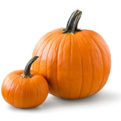 Two pumpkins, one small and one large.