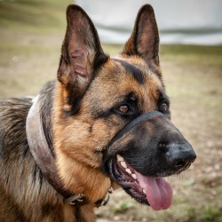 A German Shepherd dog wearing a collar and a halter.