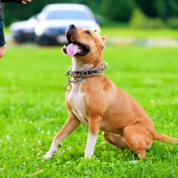 A pit bull dog being trained.
