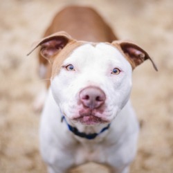 A tan and white pit bull.