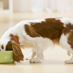 A dog eating chicken and rice from a dog bowl.