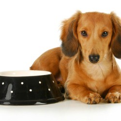 Dachshund laying next to bowl not eating.
