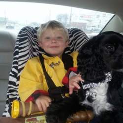 Cocker Spaniels Make Great Family Pets