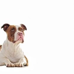 White and Brown Pit Bull Laying down with head up.