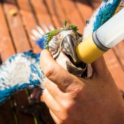A bird being fed with a syringe.