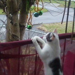 Simple Cat and Kitten Toys Are Best