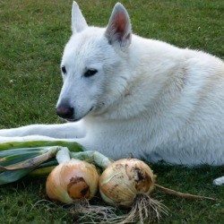 Big white dog sitting next to two freshly harvested large onions. 