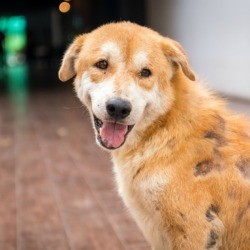 A dog with a severe skin condition.