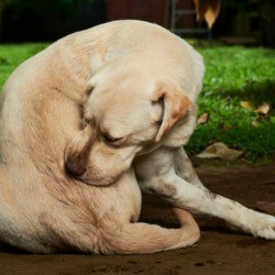A dog biting a hot spot on his side.