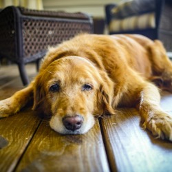 An older Golden Retriever laying on a wooden floor.