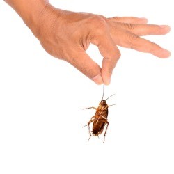 A hand holding a cockroach.